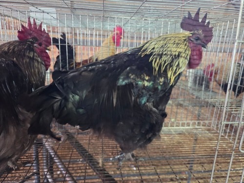 2 X FARM CHICKENS ROOSTER J. RICHTER (Pay per animal to take the lot)