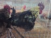 2 X FARM CHICKENS ROOSTER J. RICHTER (Pay per animal to take the lot)
