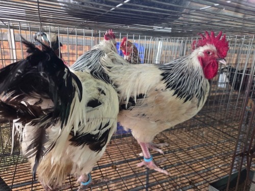 2 X LIGHT SUSSEX ROOSTER ALVIN STEENKAMP (Pay per animal to take the lot)