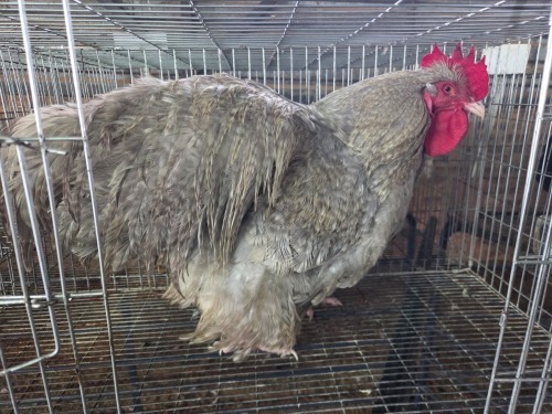 1 X CUCKOO LAVENDER ORPINGTON ROOSTER H. JORDAAN