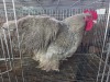 1 X CUCKOO LAVENDER ORPINGTON ROOSTER H. JORDAAN