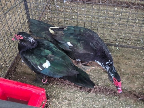 2 X MUSCOVY DUCK MALE H. JORDAAN (Pay per animal to take the lot)