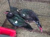 2 X MUSCOVY DUCK MALE H. JORDAAN (Pay per animal to take the lot)