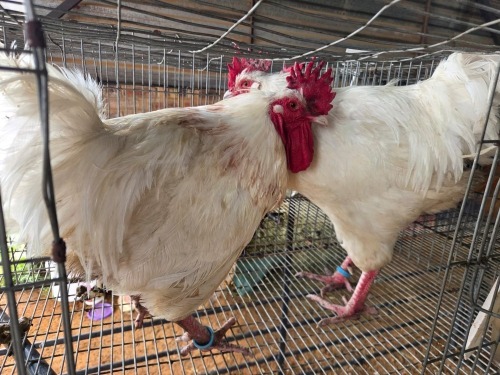 2 X WHITE SUSSEX ROOSTER ALVIN STEENKAMP (Pay per animal to take the lot)