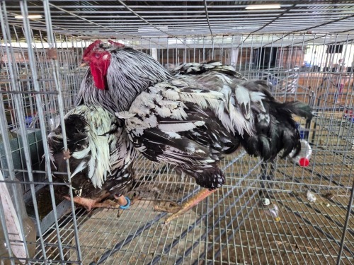 2 X SILVER LACED WYANDOTTE ROOSTER ALVIN STEENKAMP (Pay per animal to take the lot)