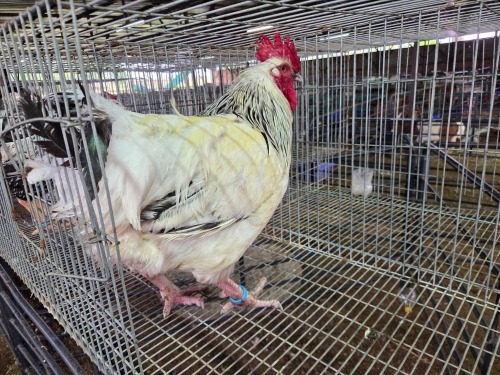 1 X LIGHT SUSSEX ROOSTER ALVIN STEENKAMP