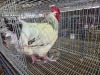1 X LIGHT SUSSEX ROOSTER ALVIN STEENKAMP