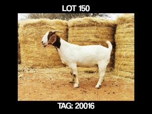 1 X BOERBOK OOI/EWE MYL 50 BOER GOAT & KALAHARI RED STUD - KUDDE/FLOCK