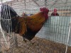 1 X FARM CHICKENS ROOSTER J. RICHTER