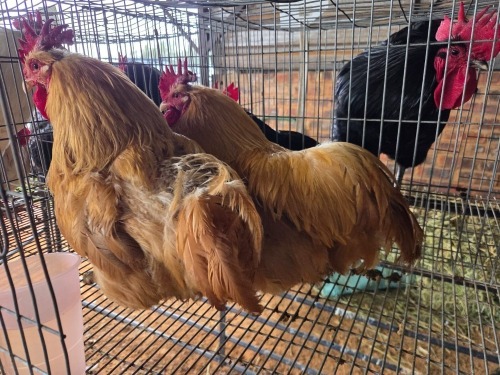 2 X BUFF PLYMOUTH ROCK ROOSTER ALVIN STEENKAMP (Pay per animal to take the lot)