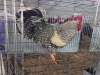 1 X FARM CHICKENS ROOSTER J. RICHTER