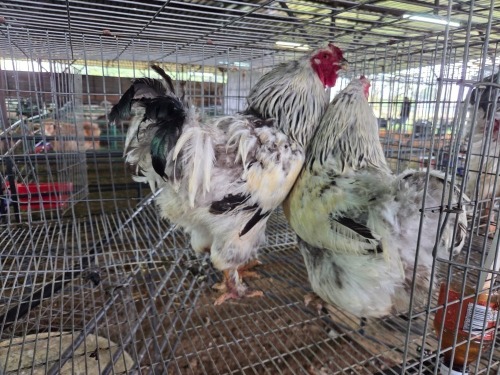 2 X LIGHT SUSSEX BRAHMA ROOSTER ALVIN STEENKAMP (Pay per animal to take the lot)