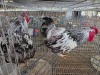 2 X SILVER LACED WYANDOTTE ROOSTER ALVIN STEENKAMP (Pay per animal to take the lot)