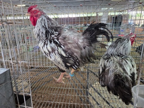 2 X SILVER LACED WYANDOTTE ROOSTER ALVIN STEENKAMP (Pay per animal to take the lot)