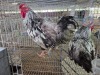 2 X SILVER LACED WYANDOTTE ROOSTER ALVIN STEENKAMP (Pay per animal to take the lot)