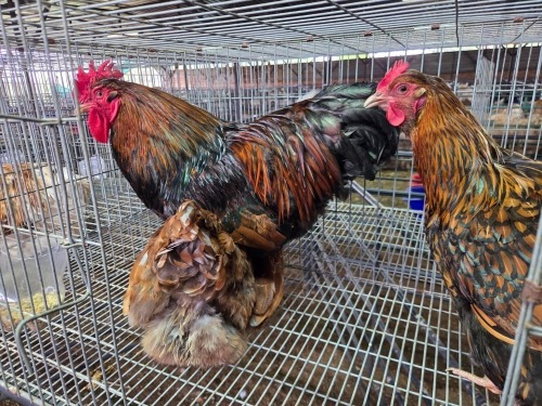 3 X WYANDOTTE CROSS ROOSTER & HEN SR AGRI BOERDERY PTY LTD (Pay per animal to take the lot)