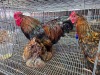3 X WYANDOTTE CROSS ROOSTER & HEN SR AGRI BOERDERY PTY LTD (Pay per animal to take the lot)