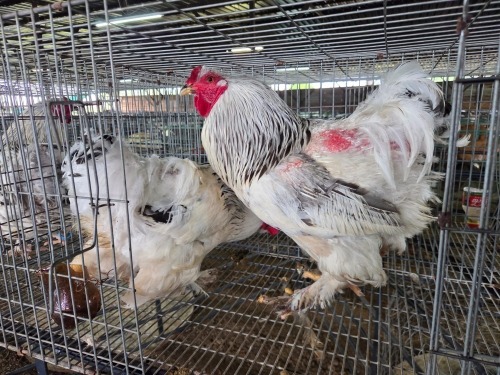 2 X LIGHT SUSSEX BRAHMA ROOSTER ALVIN STEENKAMP (Pay per animal to take the lot)