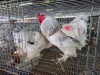 2 X LIGHT SUSSEX BRAHMA ROOSTER ALVIN STEENKAMP (Pay per animal to take the lot)