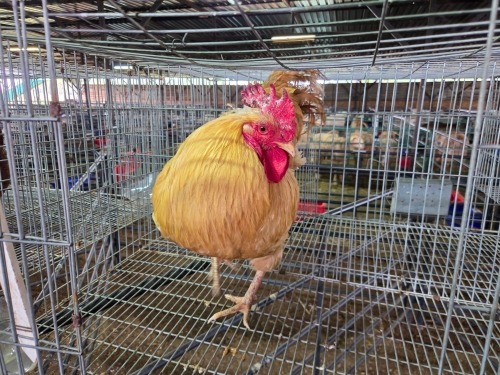 1 X BUFF PLYMOUTH ROCK ROOSTER ALVIN STEENKAMP