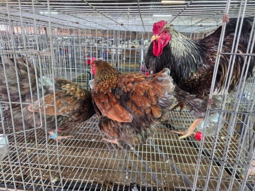 3 X WYANDOTTE CROSS ROOSTER & HEN SR AGRI BOERDERY PTY LTD (Pay per animal to take the lot)