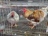 2 X WYANDOTTE CROSS ROOSTER & HEN SR AGRI BOERDERY PTY LTD (Pay per animal to take the lot)