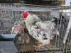 3 X LIGHT SUSSEX BRAHMA ROOSTER ALVIN STEENKAMP (Pay per animal to take the lot)