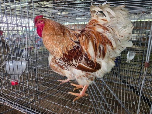 2 X WYANDOTTE ROOSTER & HEN SR AGRI BOERDERY PTY LTD (Pay per animal to take the lot)
