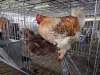 2 X WYANDOTTE CROSS ROOSTER & HEN SR AGRI BOERDERY PTY LTD (Pay per animal to take the lot)