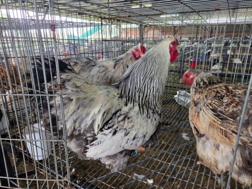3 X WYANDOTTE CROSS ROOSTER & HEN SR AGRI BOERDERY PTY LTD (Pay per animal to take the lot)