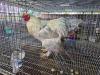 1 X BRAHMA ROOSTER SR AGRI BOERDERY PTY LTD