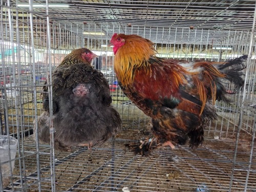 2 X WYANDOTTE CROSS ROOSTER & HEN SR AGRI BOERDERY PTY LTD (Pay per animal to take the lot)
