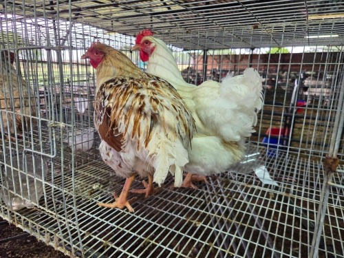2 X FARM CHICKENS ROOSTER & HEN SR AGRI BOERDERY PTY LTD (Pay per animal to take the lot)