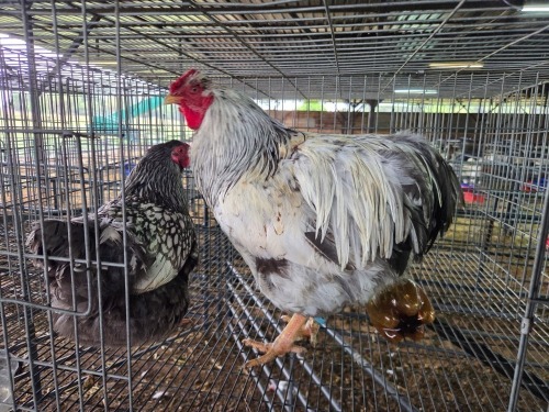 2 X FARM CHICKENS ROOSTER & HEN SR AGRI BOERDERY PTY LTD (Pay per animal to take the lot)