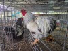 2 X FARM CHICKENS ROOSTER & HEN SR AGRI BOERDERY PTY LTD (Pay per animal to take the lot)