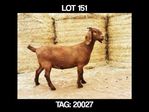 1 X KALAHARI RED OOI/EWE MYL 50 BOER GOAT & KALAHARI RED STUD - POTENTIAL STUD