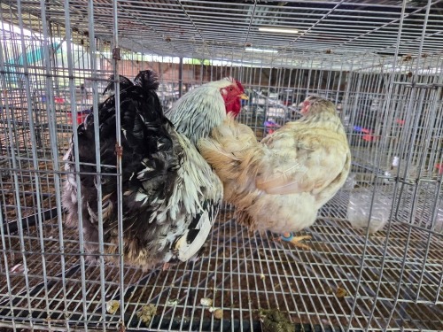 2 X FARM CHICKENS ROOSTER & HEN SR AGRI BOERDERY PTY LTD (Pay per animal to take the lot)
