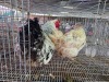 2 X FARM CHICKENS ROOSTER & HEN SR AGRI BOERDERY PTY LTD (Pay per animal to take the lot)