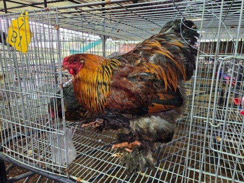2 X BRAHMA ROOSTER & HEN SR AGRI BOERDERY PTY LTD (Pay per animal to take the lot)
