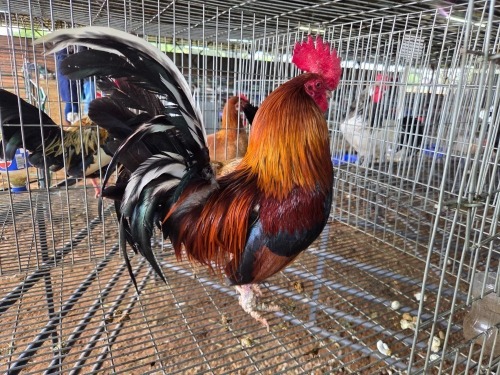2 X HOLLANDSE KRIELE ROOSTER & HEN SR AGRI BOERDERY PTY LTD (Pay per animal to take the lot)