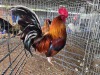 2 X HOLLANDSE KRIELE ROOSTER & HEN SR AGRI BOERDERY PTY LTD (Pay per animal to take the lot)