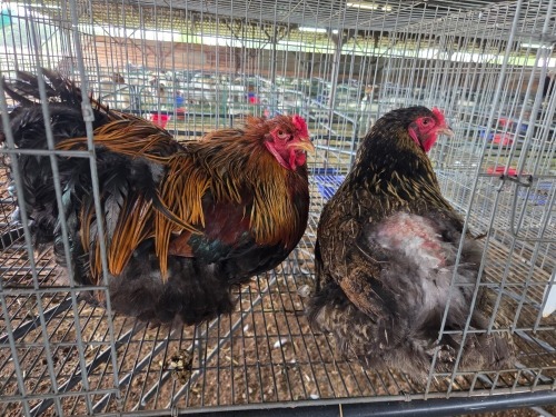 2 X BRAHMA ROOSTER & HEN SR AGRI BOERDERY PTY LTD (Pay per animal to take the lot)