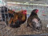 2 X BRAHMA ROOSTER & HEN SR AGRI BOERDERY PTY LTD (Pay per animal to take the lot)