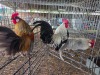 3 X HOLLANDSE KRIELE ROOSTER SR AGRI BOERDERY PTY LTD (Pay per animal to take the lot)