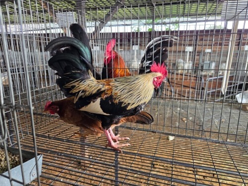 2 X HOLLANDSE KRIELE ROOSTER & HEN SR AGRI BOERDERY PTY LTD (Pay per animal to take the lot)