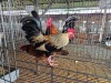 2 X HOLLANDSE KRIELE ROOSTER & HEN SR AGRI BOERDERY PTY LTD (Pay per animal to take the lot)