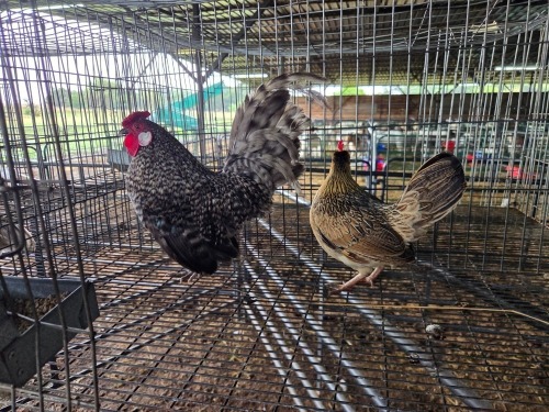 2 X HOLLANDSE KRIELE ROOSTER & HEN SR AGRI BOERDERY PTY LTD (Pay per animal to take the lot)