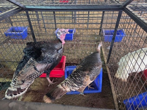 2 X BLACK TURKEY MALE & FEMALE SR AGRI BOERDERY PTY LTD (Pay per animal to take the lot)