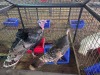 2 X BLACK TURKEY MALE & FEMALE SR AGRI BOERDERY PTY LTD (Pay per animal to take the lot)