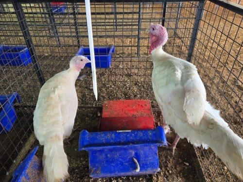 2 X WHITE TURKEY MALE & FEMALE SR AGRI BOERDERY PTY LTD (Pay per animal to take the lot)
